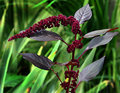 IMG_7026 Love Lies Bleeding.jpg