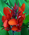Red-Canna.jpg