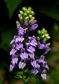 Lobellia siphilitica.jpg