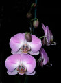 IMG_05054W.jpg