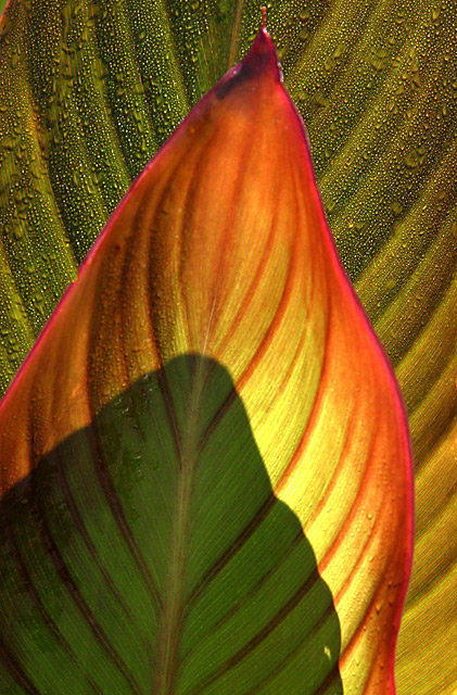 Canna Leaves and shadow.jpg