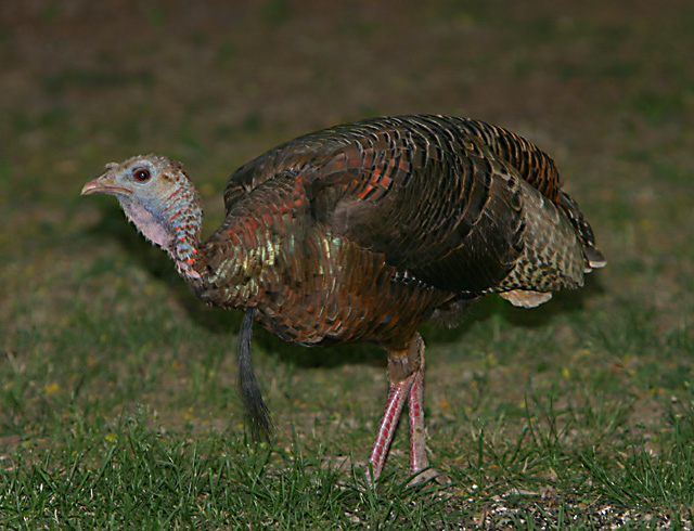 IMG_Wild Turkey.jpg