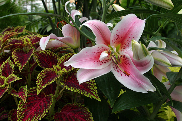 Stargazer Lily