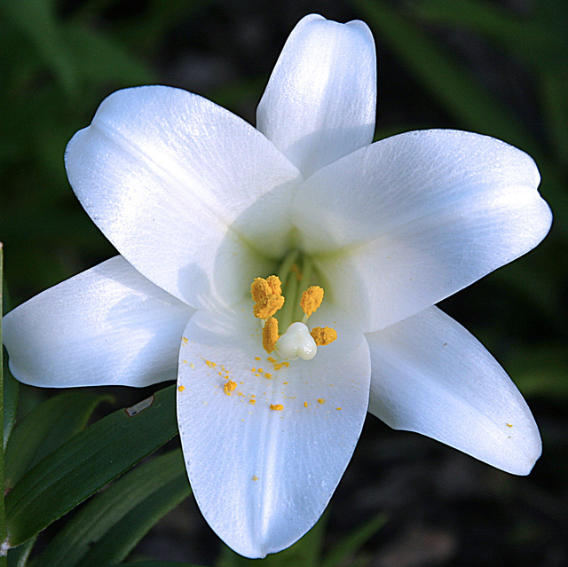 LILLY-2.jpg