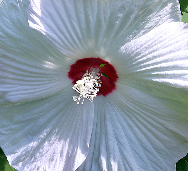Bull's-eye