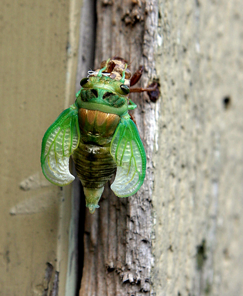 dog-day Cicada