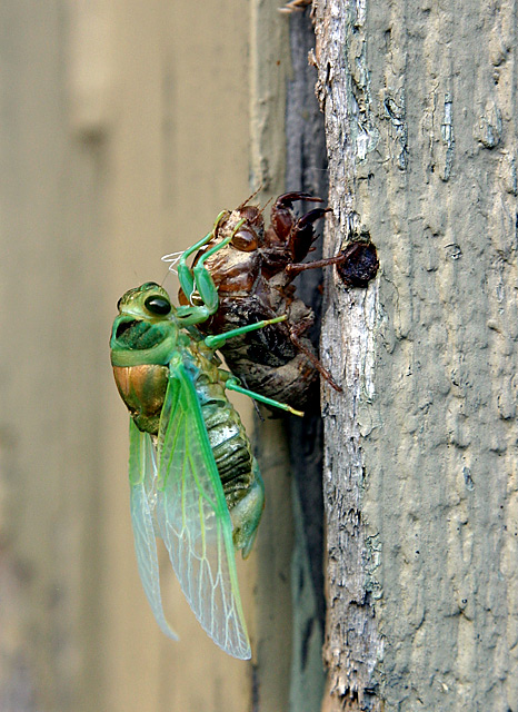 Cicada