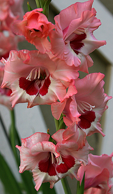 Frilly Glads.jpg