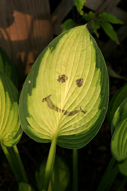 Happy Hosta.jpg