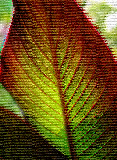 Canna leaf-Painting.jpg