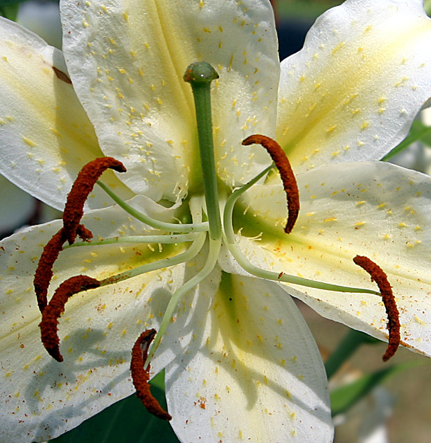 Lilium Candidum.jpg