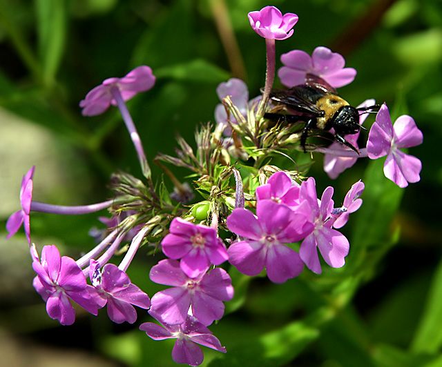 Phlox.jpg