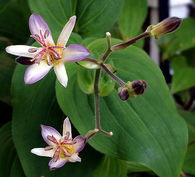 IMG_6889 Toad Lily.jpg