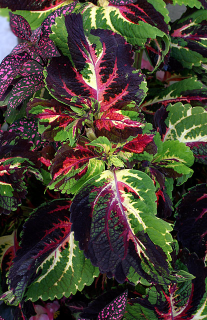 IMG_6945 Coleus.jpg