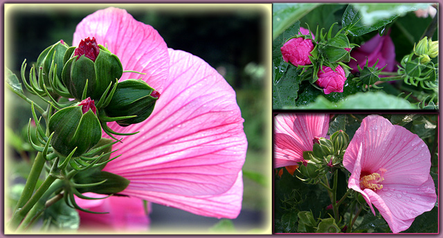 Hibiscus-Triptych.jpg