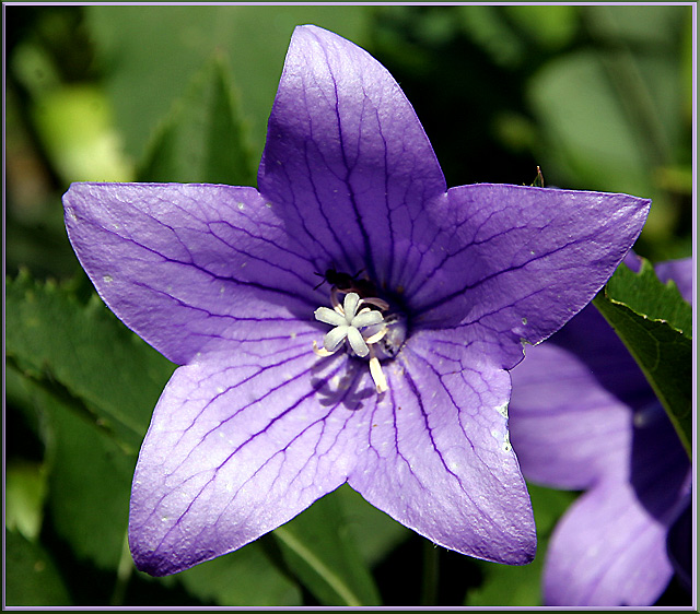 Balloon-Flower.jpg