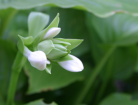 IMG_7564Green-Hosta.jpg