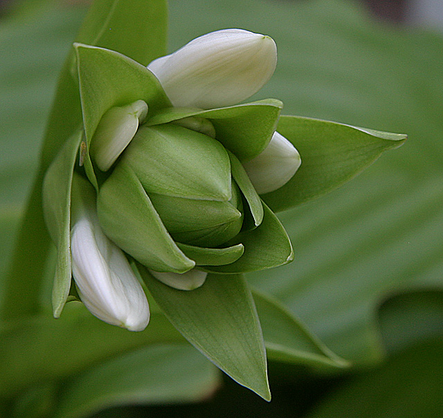 IMG_7558Hasta-Bud.jpg
