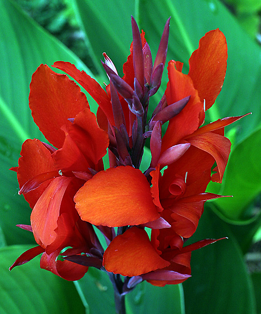 Red-Canna.jpg