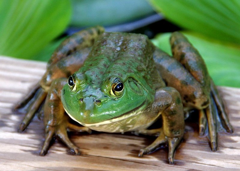 Frog-Portrait640.jpg by drydoc - DPChallenge