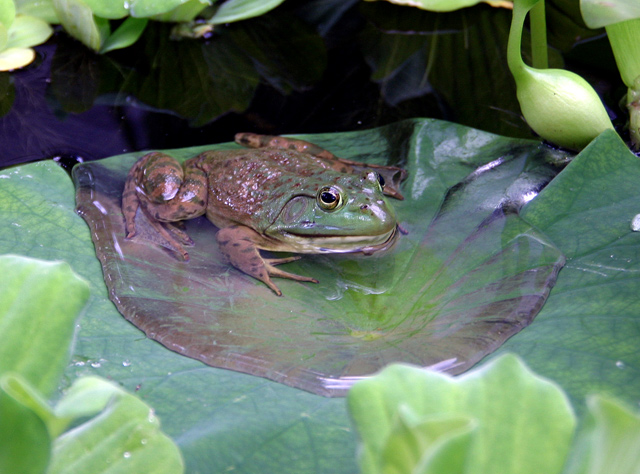 Frog-on-Pad640.jpg
