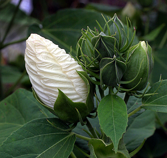 WhiteBud-R.jpg
