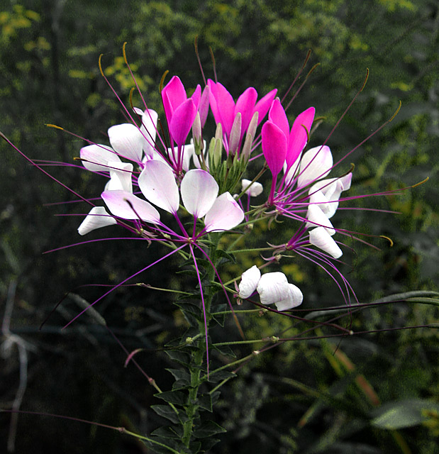 IMG-Cleome.jpg