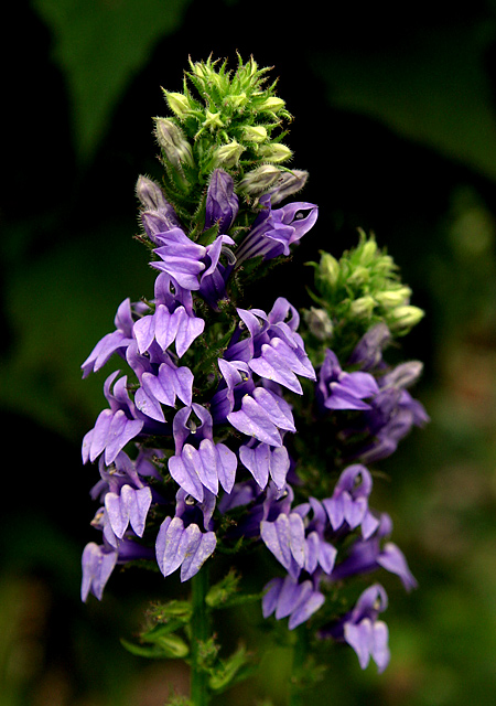 Lobellia siphilitica.jpg