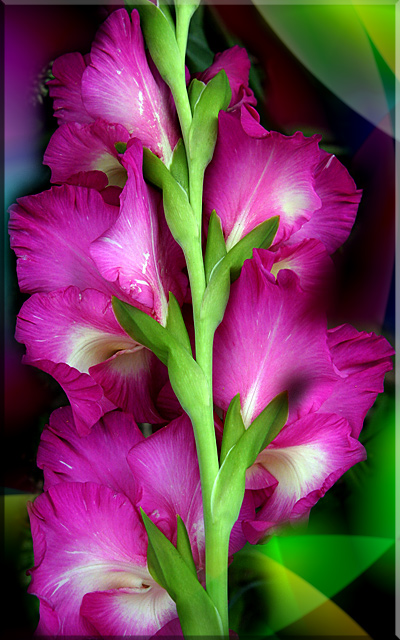 Glads H&C.jpg