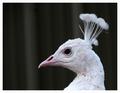 Albino Peacock 2