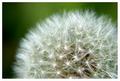 Dandelion Fluff
