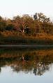 Nature's Reflection