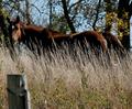 Grazing Horse