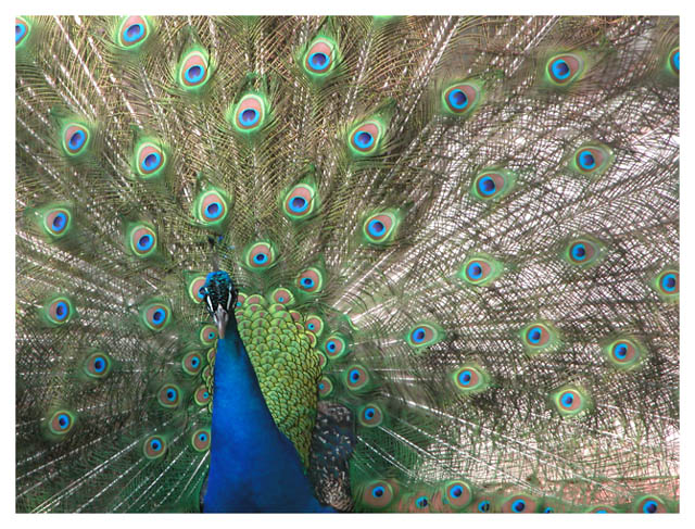 Peacock