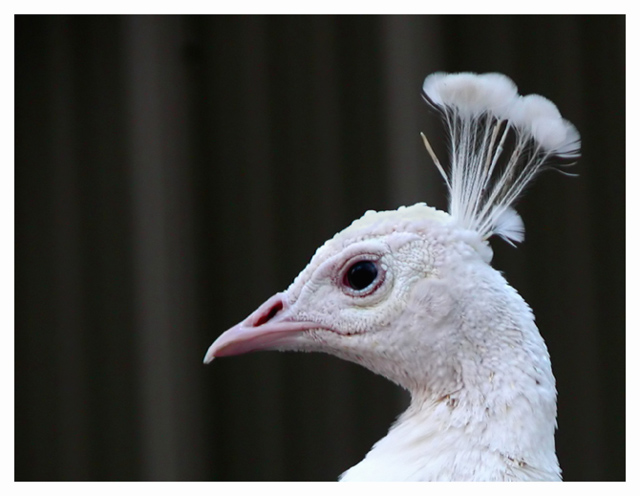 Albino Peacock 2