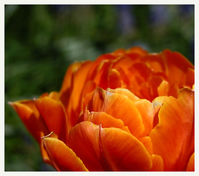 Orange Beauty