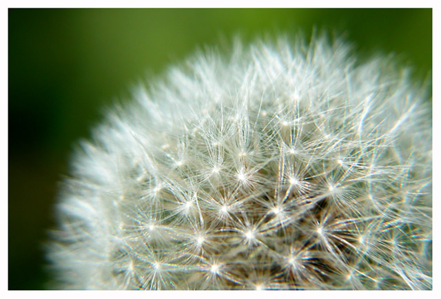 Dandelion Fluff