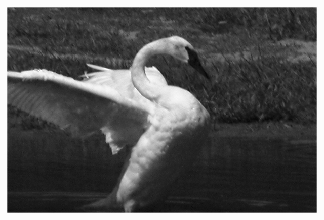 Flapping Swan