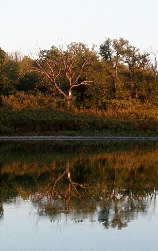 Nature's Reflection