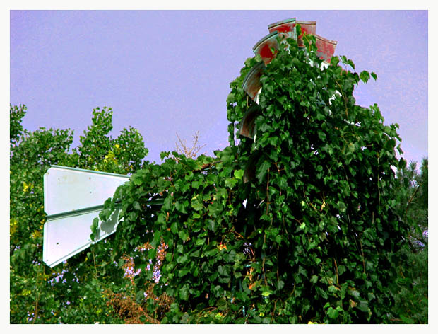 Overgrown Windmill