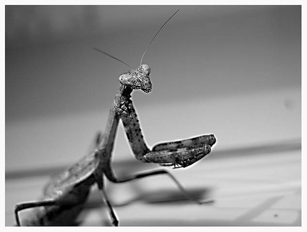 Praying Mantis