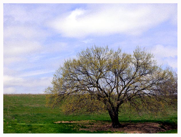 Single Tree