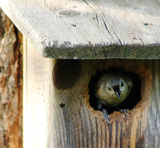 birdhouse-small.jpg