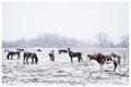 Snow Horses