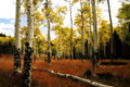 Midnight Aspen Meadow Watercolor