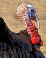 Gorgeous Gobbler in Spring