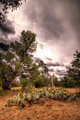 Prickly Overcast