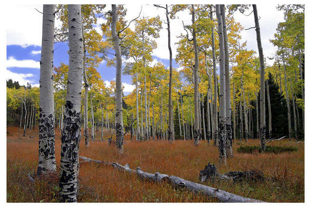 Aspen Meadow