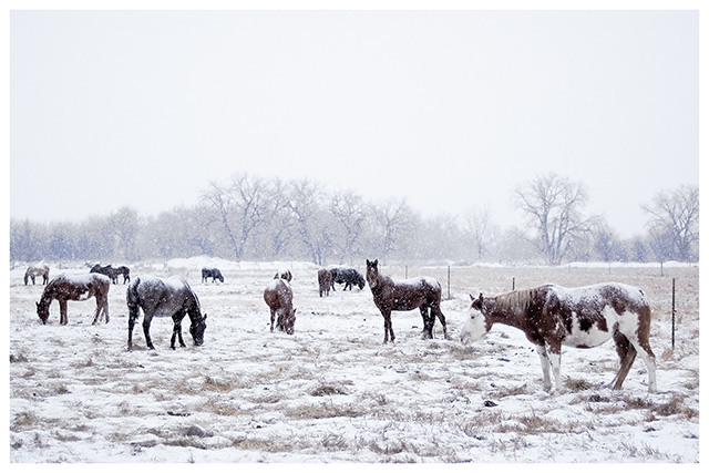 Snow Horses