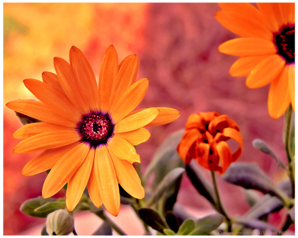 Osteospermum Flower